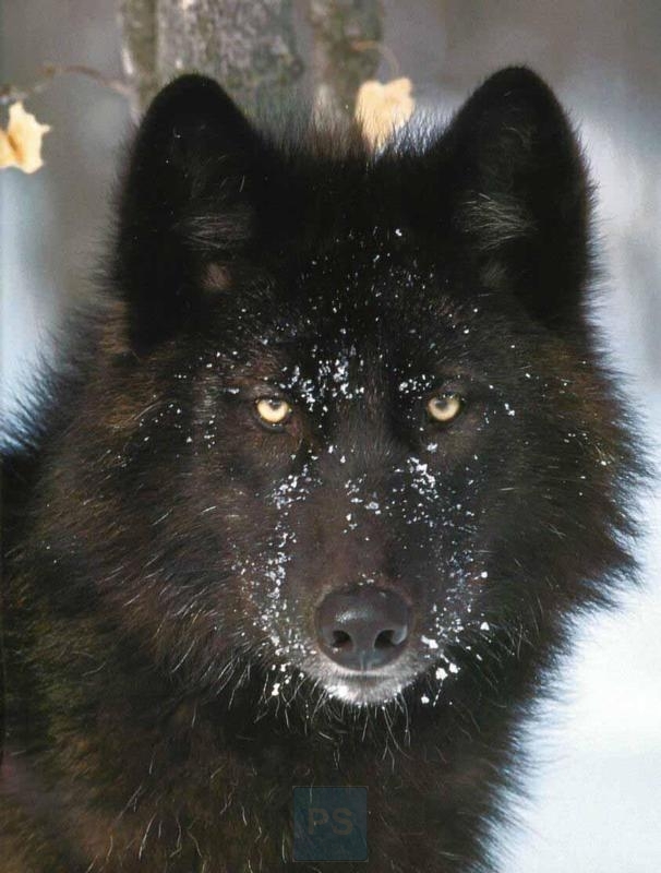 black-wolf-beautiful2.jpg