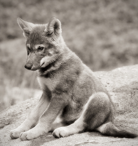 A Wolf Cub