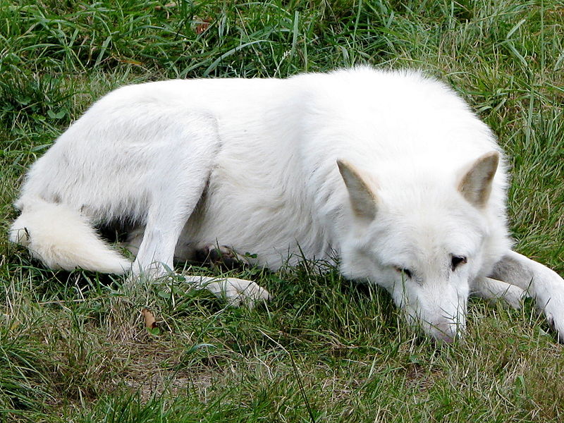 Endangered White Wolves
