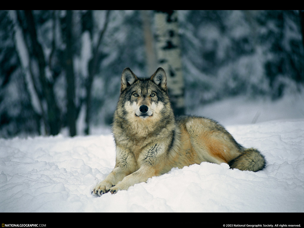 Best Wolf