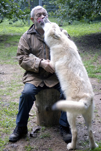 an Arctic wolf pup licks