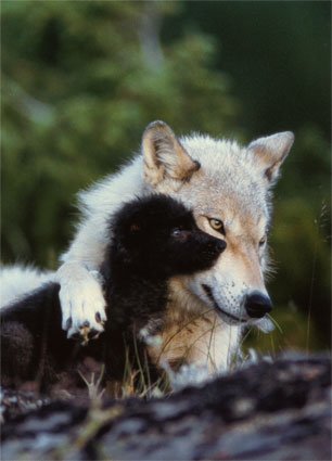 Wolf Puppies In The Wild. gray wolf/canis lupus