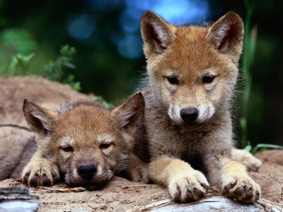 wolf-pups-3.jpg