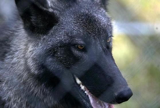 black anime wolf pup. I am wolf…