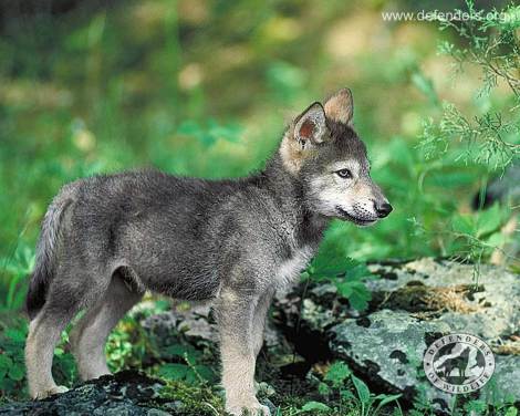 Wyoming is killing wolf pups