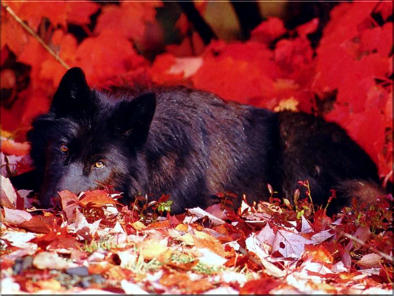 red anime wolf pup. Black And White Wolf Pup.