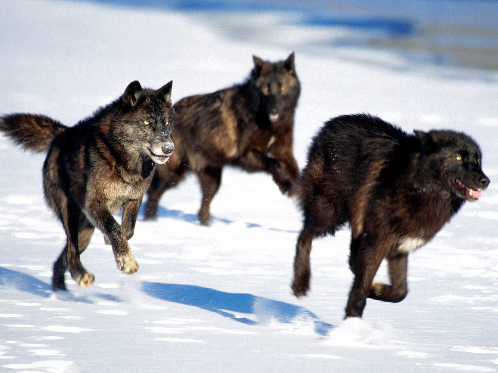 wild wolf pack