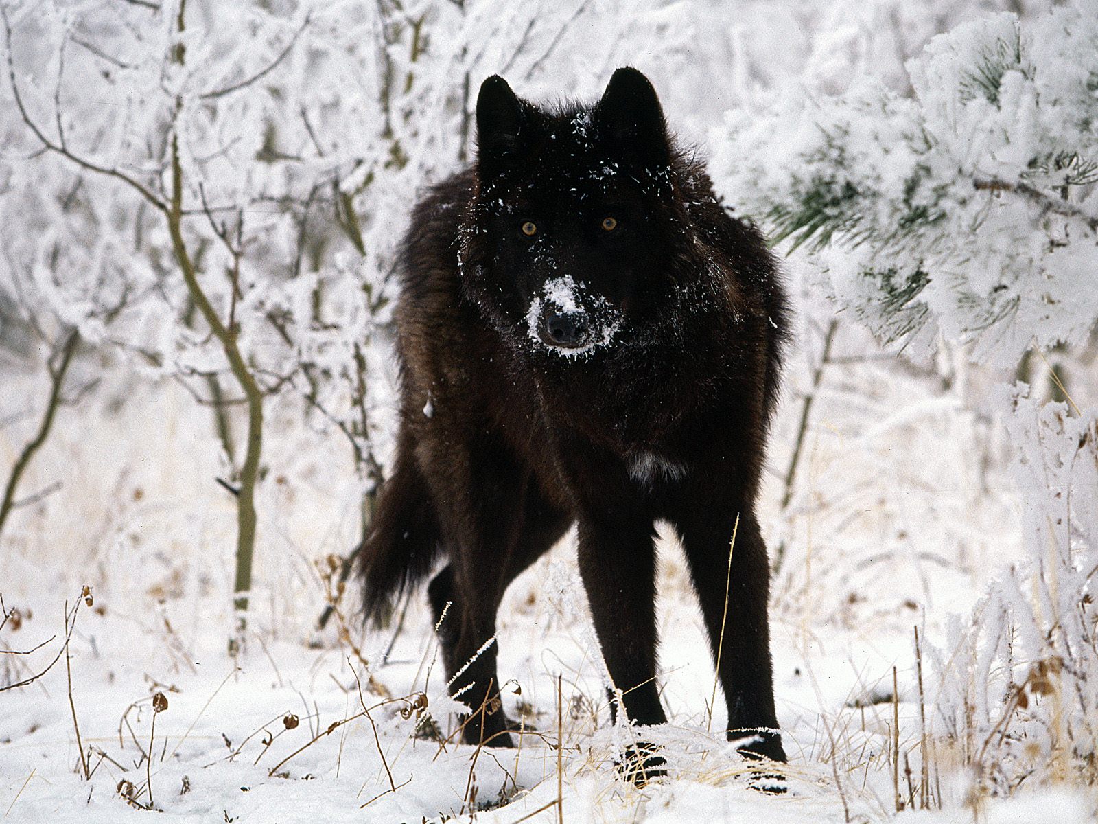 black-wolf-in-snow-beautiful-eyes-kewl.jpg