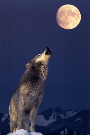 http://howlingforjustice.files.wordpress.com/2010/12/howling-at-the-moon.jpg