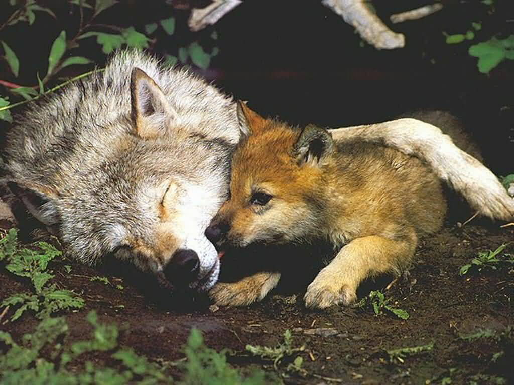 wolf-mom-and-pup.jpg