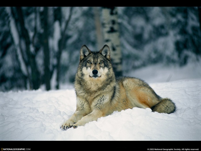 absolutely-beautiful-wolf.jpg?w=700