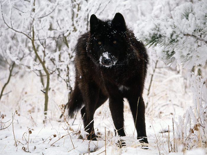 Pack of Juniper River{Open!Yay!!!!} Black-wolf-in-snow-beautiful-eyes-kewl