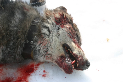 golden eagle hunting wolves. The future of wolves in Idaho