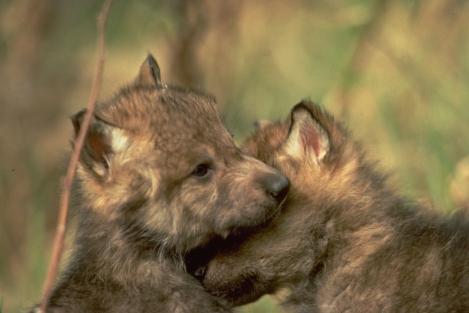   Puppies on What About The Wolf Mothers In The Lolo     Howling For Justice