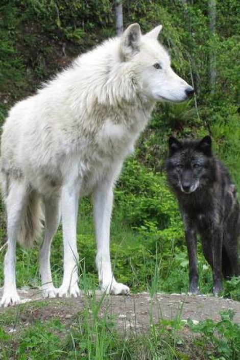 Bringing Back two old friends Black_and_white_wolf