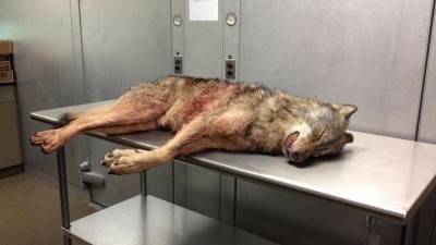 Wolf Killed in Missouri