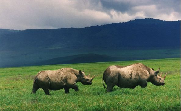 Black Rinos in Ngorongoro Crater Wiki