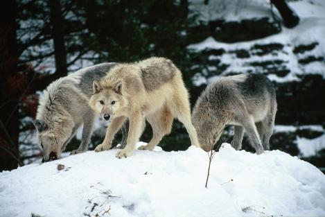 _The Home for The Hurt and Lost_ A New Home Waits For You <3 Wolf-pack-4