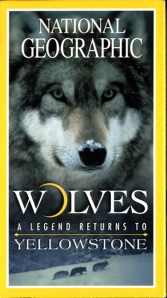 Wolves_A_Legend_Returns_To_Yellowstone