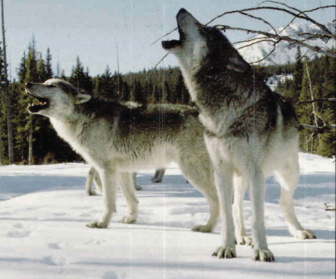 Why do huskies howl?