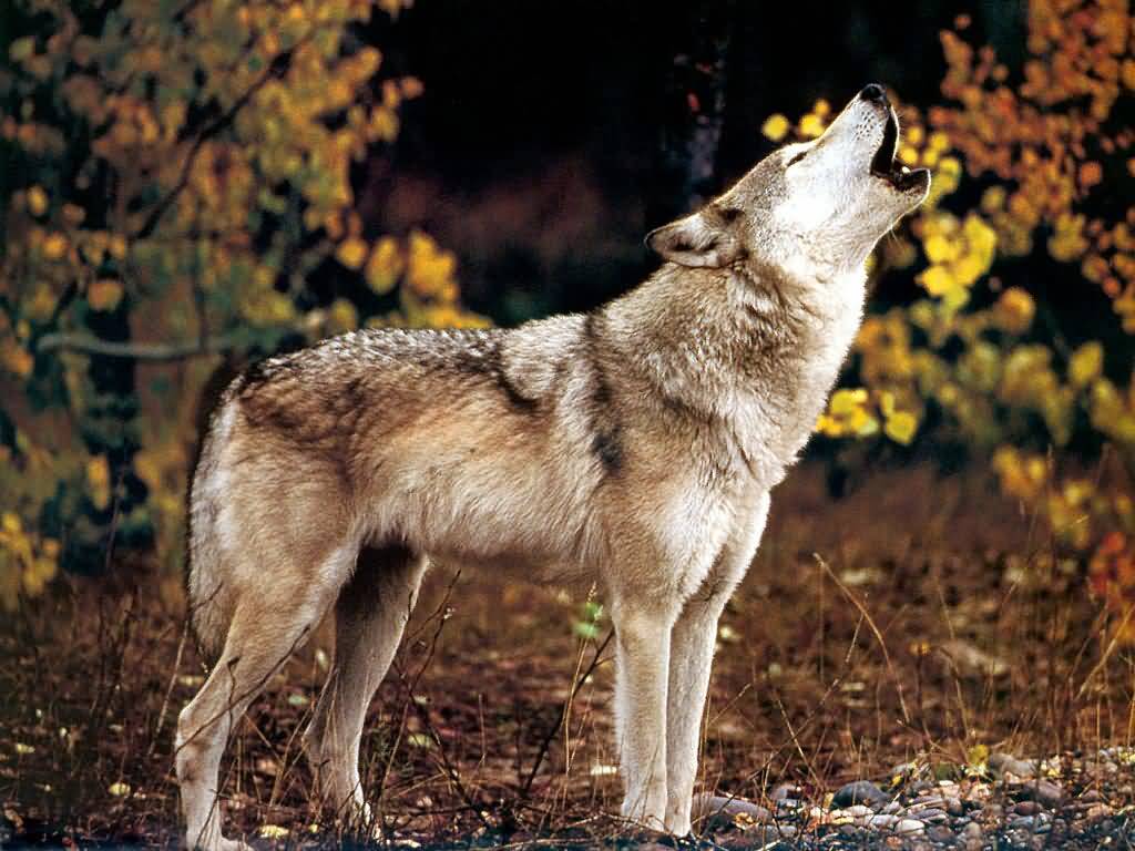 howling-wolf-first-people1.jpg