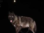 Lori L. Black wolf dog  Full Wolf Moon