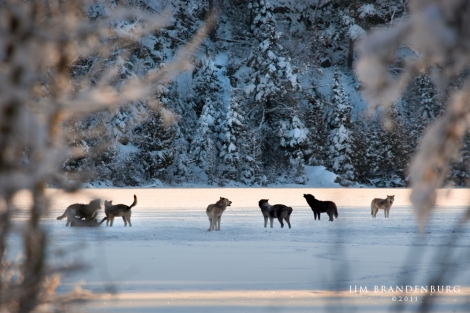 Wolf Pack Howling On Lake