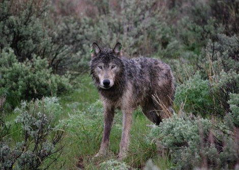 ODFW yearling wolf killed by Wildlife Sevices