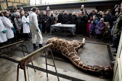 Giraffe_publically_killed_and_chopped_at_the_Copenhagen_Zoo.jpg Wiki