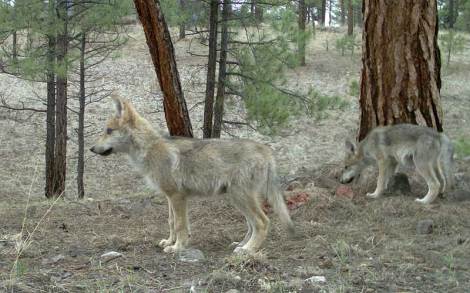 Two Middle Fork pups in the summer of 2011 photo courtesy of the Mexican wolf interagency field team