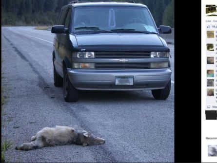 Facebook post_Toby Bridges claims to run over two wolves_Photo posted in the Great Falls Tribune