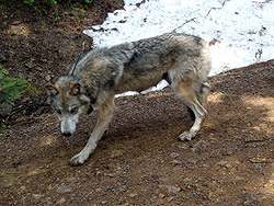 Teanaway pack wolf after collaring WDFW