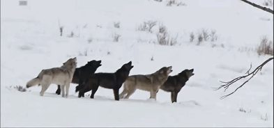Wolves Howling Tumblr Gif