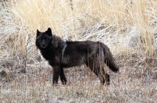 black-female-wolf-831f-yellowstone-national-park_2012-nps.jpg